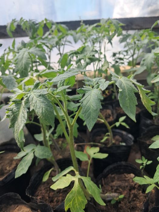 Продам рассаду овощи  картофель семеной