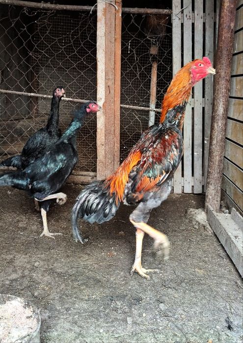 Петух бойцовый Шамо 1+2