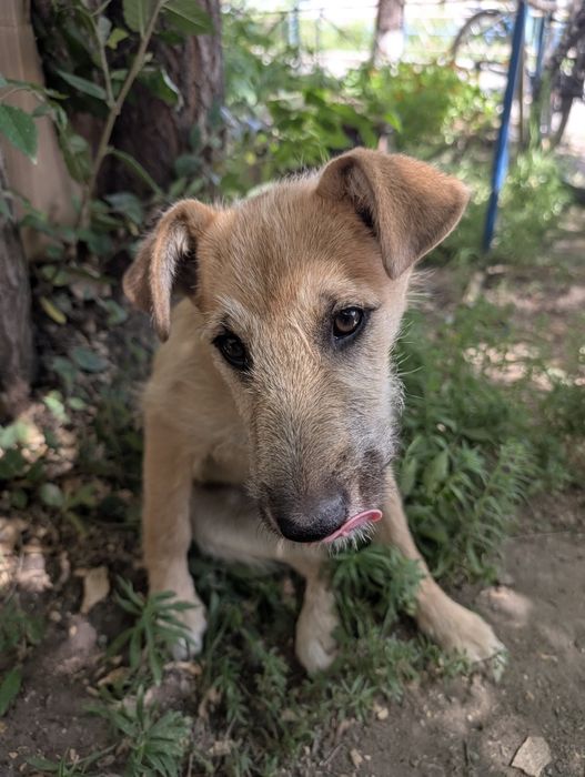 Очаровательная защитница ищет дом!