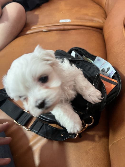 Bichon maltesse