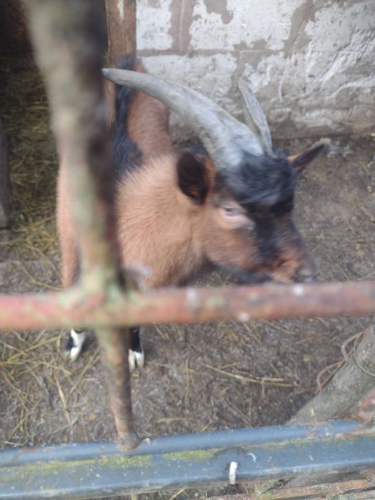 Vând țap alpin francez tânăr