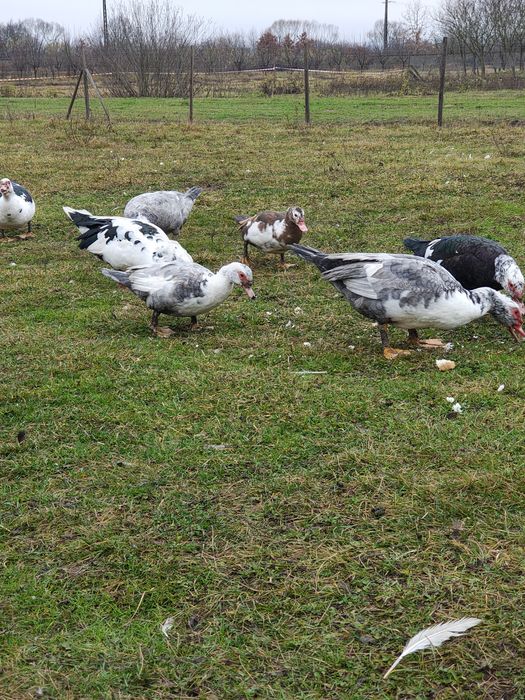 Gaste Toulouse și rate mute