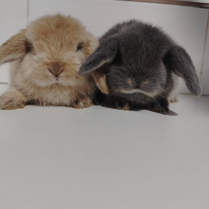 Karlik almaz glaz quyon