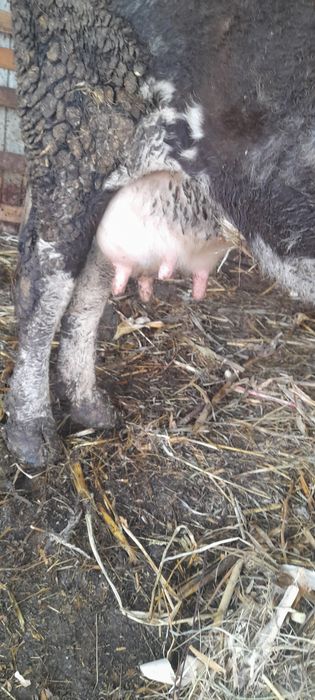 Vând vaca de rasa  baltata