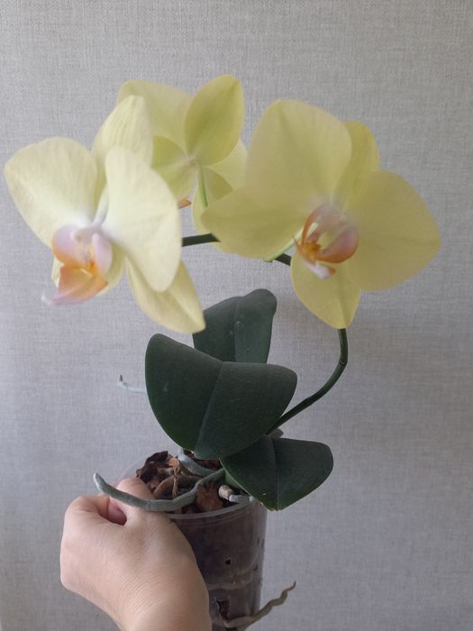 Продам орхидеи(Голландия, Азия)