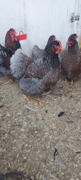 Ouă pt incubat (wyandotte auriu albastru)