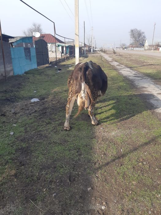 Продам дойную  корову