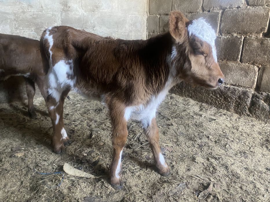 Бызау сатамын 3 бас ұрғашы