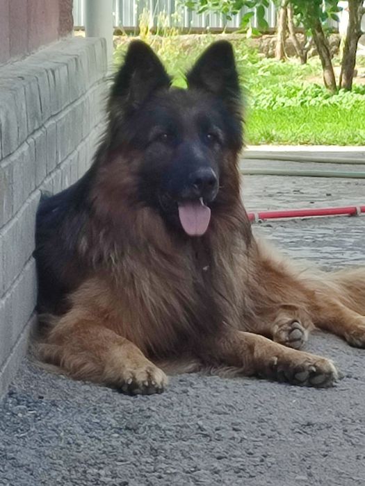 Немецкая длинношерстная овчарка