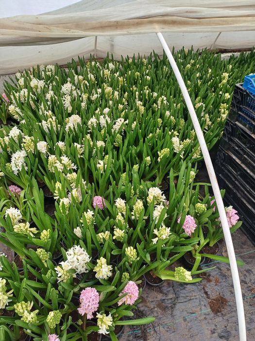 Zambile la ghiveci direct de la producător