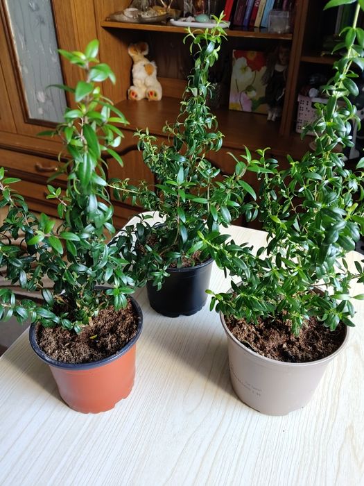 Комнатное растение Мирт