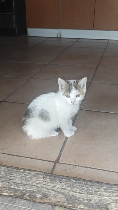 Pui de pisica pentru adoptie
