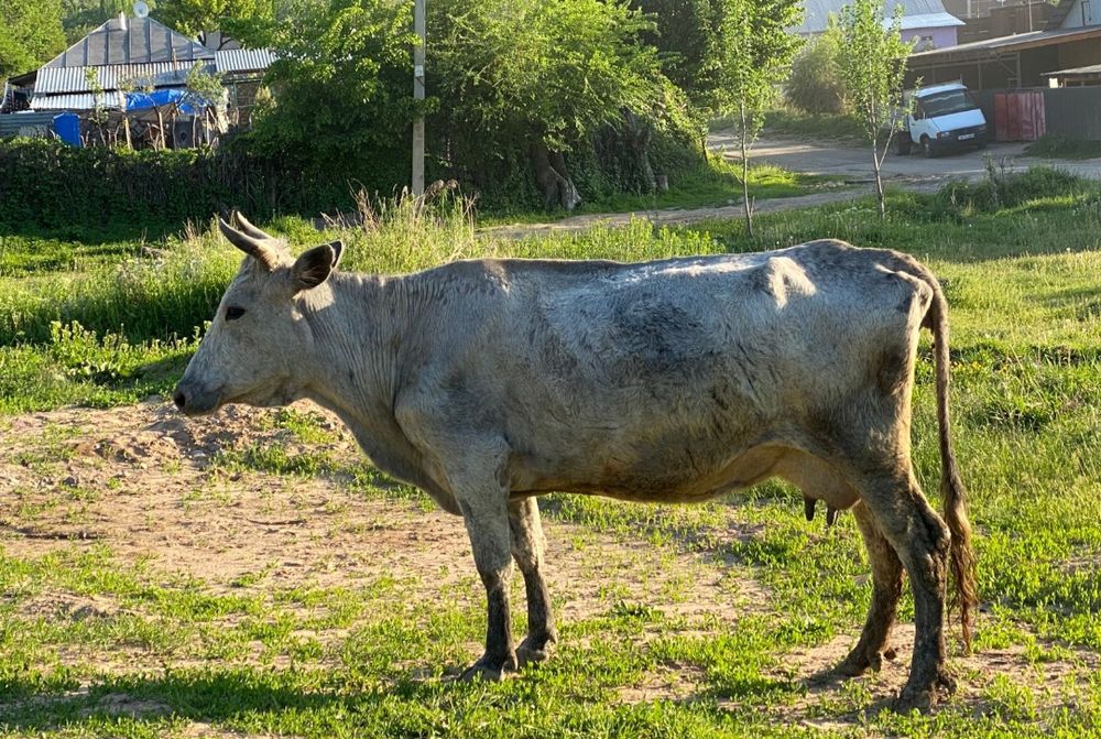 Продам корову срочно