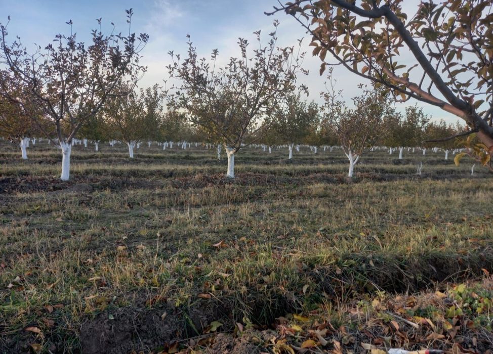 Яблоневый сад, 5 гектаров