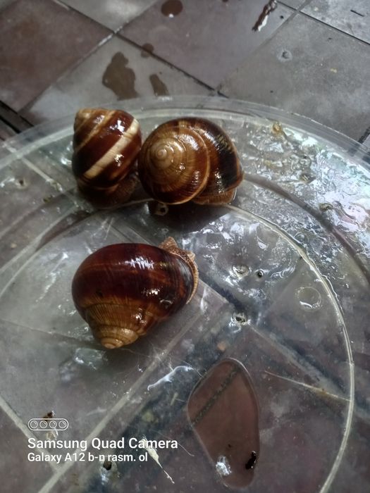 Ulitkalar bor .Toshkent shahar Yunisobod tumani srochna sotaman .