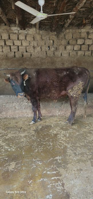 Hoʻkiz sotiladi soglom