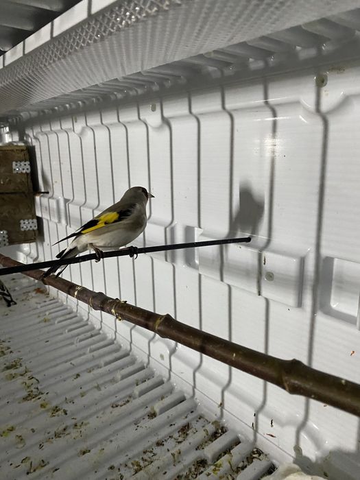 Щегол самец пепельный и черноголовый