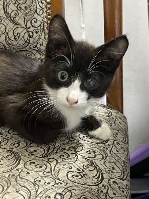 Котенок ищет дом