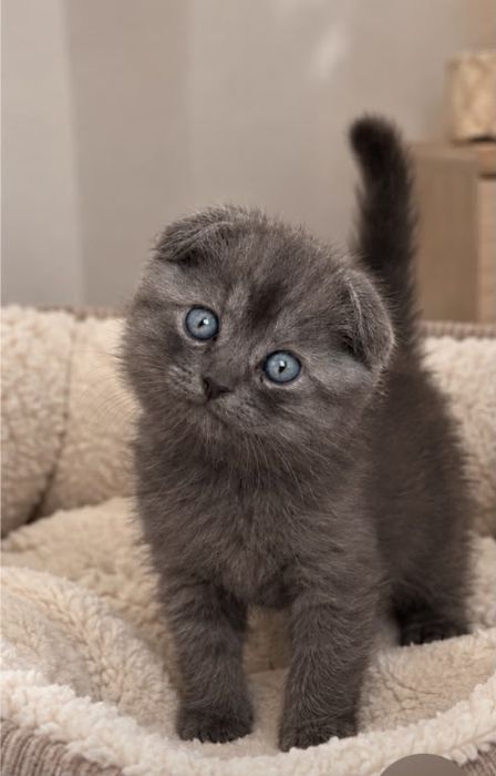 Котенок породы скоттиш фолд