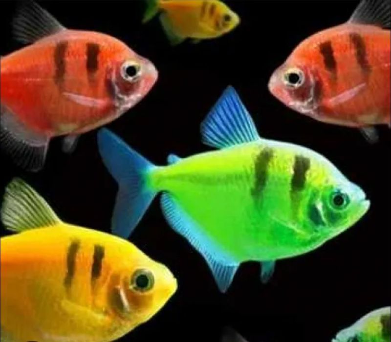 продам разных рыбок!!