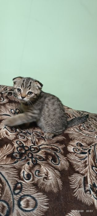 Британские котята