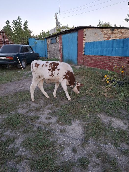 Продам бычок 5 месяцев