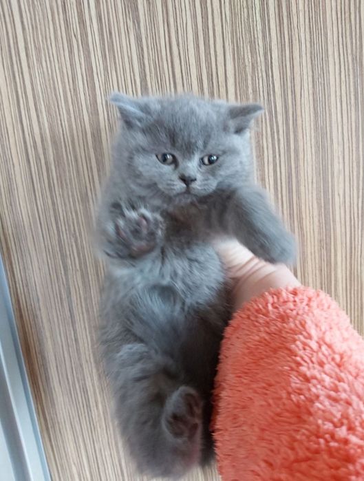 British Blue foarte jucăuș