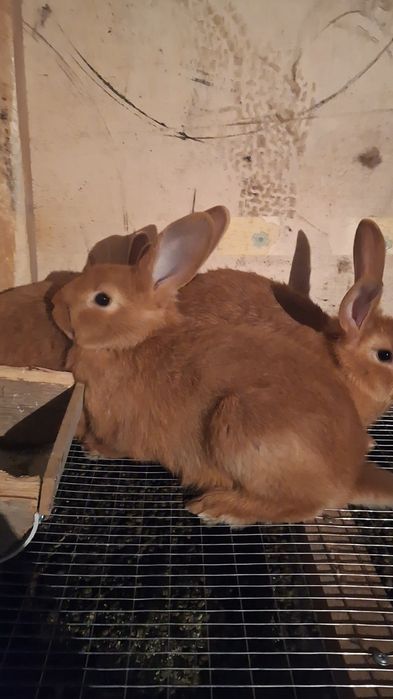 Калифорния  бургун кролики