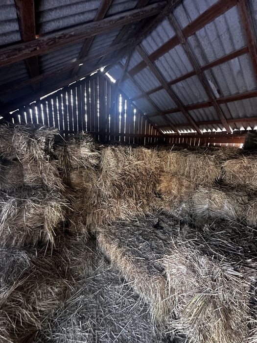 Baloti fan 2025 15lei/buc