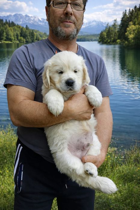 Băiețel Golden Retriever cu Pedigree FCI