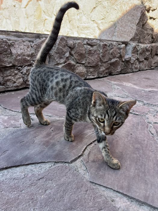 Отдам бесплатно котят