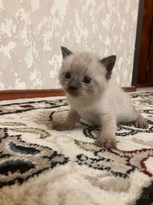 Сиамская кошка.!