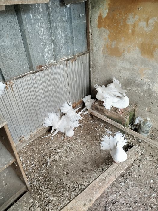 Продавам Гълъби Фенерлии