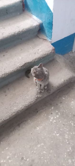 Кошечка- ищем передержку или хозяина