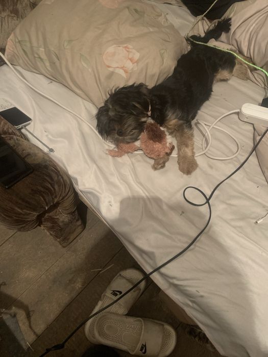 Продаю двух йориков