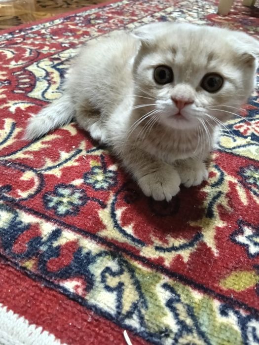 Шатланский Визловуха