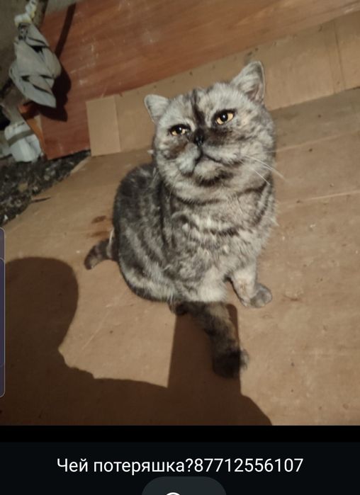 Котик в заботливые руки