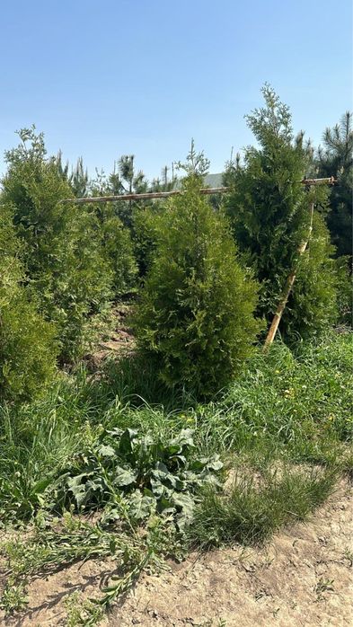 Туя Смарагд. Туя Брабант. Туя шарик. Туя