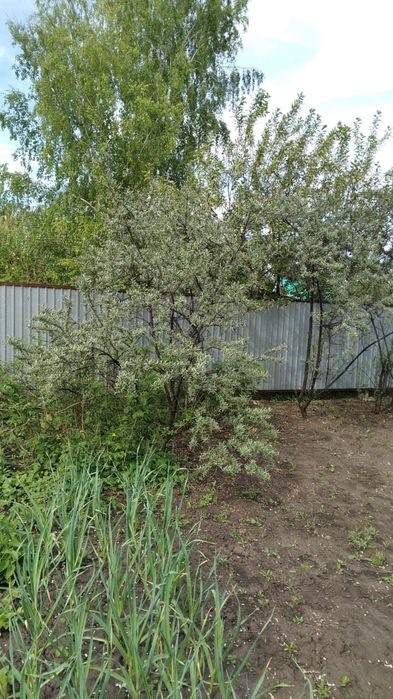 Продам дачу. Общество "ракета"