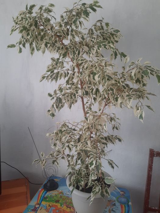 Продам дерево фикус 10000