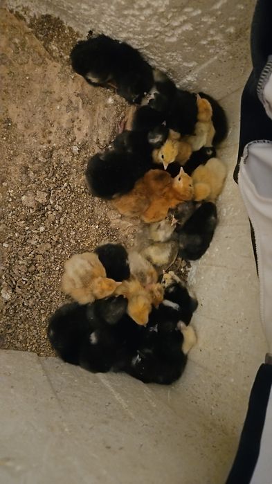 Продам домашних цыплят