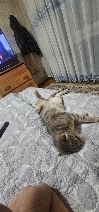 Кошка Американская