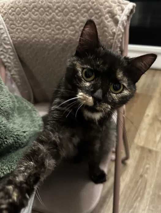 Молодая кошка Дуся