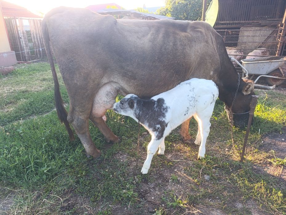 Vaca cu vițel albastru belgian