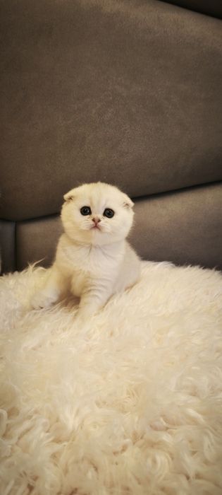 Продаётся Серебристая шиншилла.
