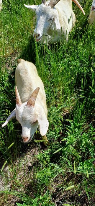 Продам  козлов  от 2 месяцев  до года