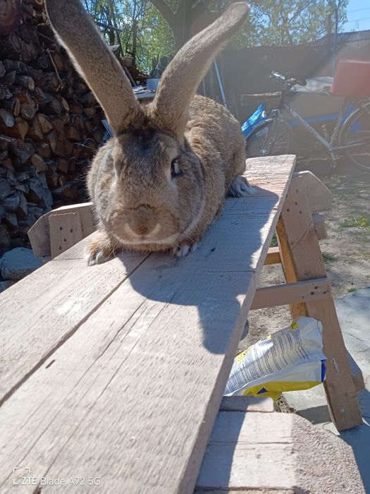 Vand mascul  metis begian sí O femela