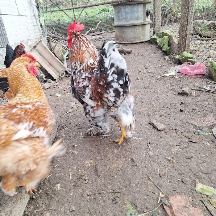 Vând cocos are 8 lluni