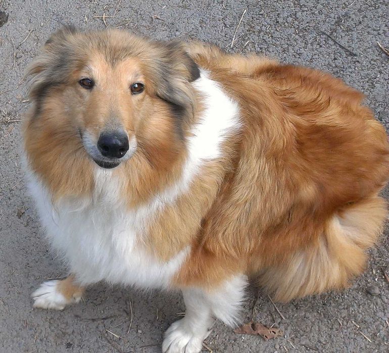 Продам пару колли мальчик и девочка