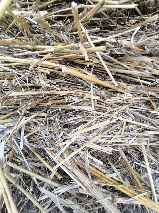 Сено Суданка Шөп Сорго